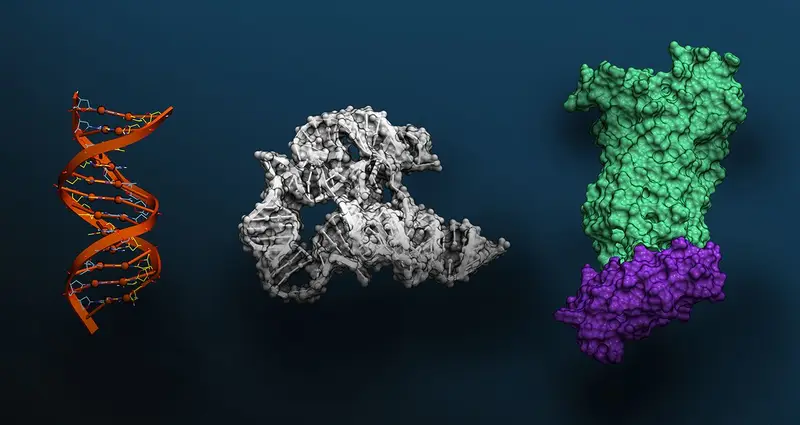 Massive Foundation Models: Revolutionizing Biomolecular Sciences